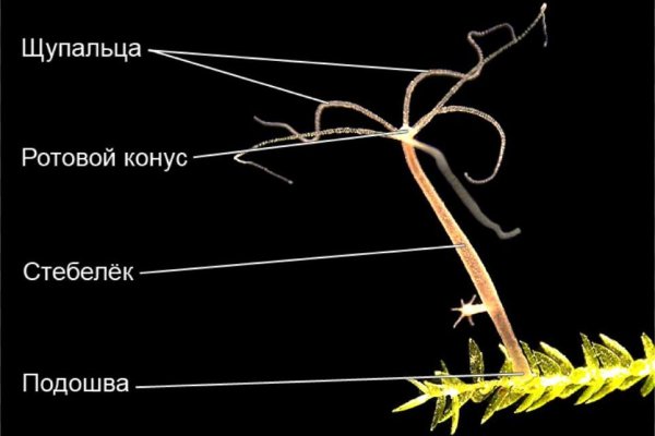 Кракен ворует аккаунты